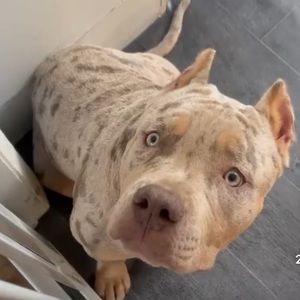 Meet your Posher, Shania